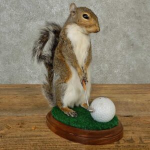 Golfing Squirrel Novelty Mount For Sale #16796 @ The Taxidermy Store