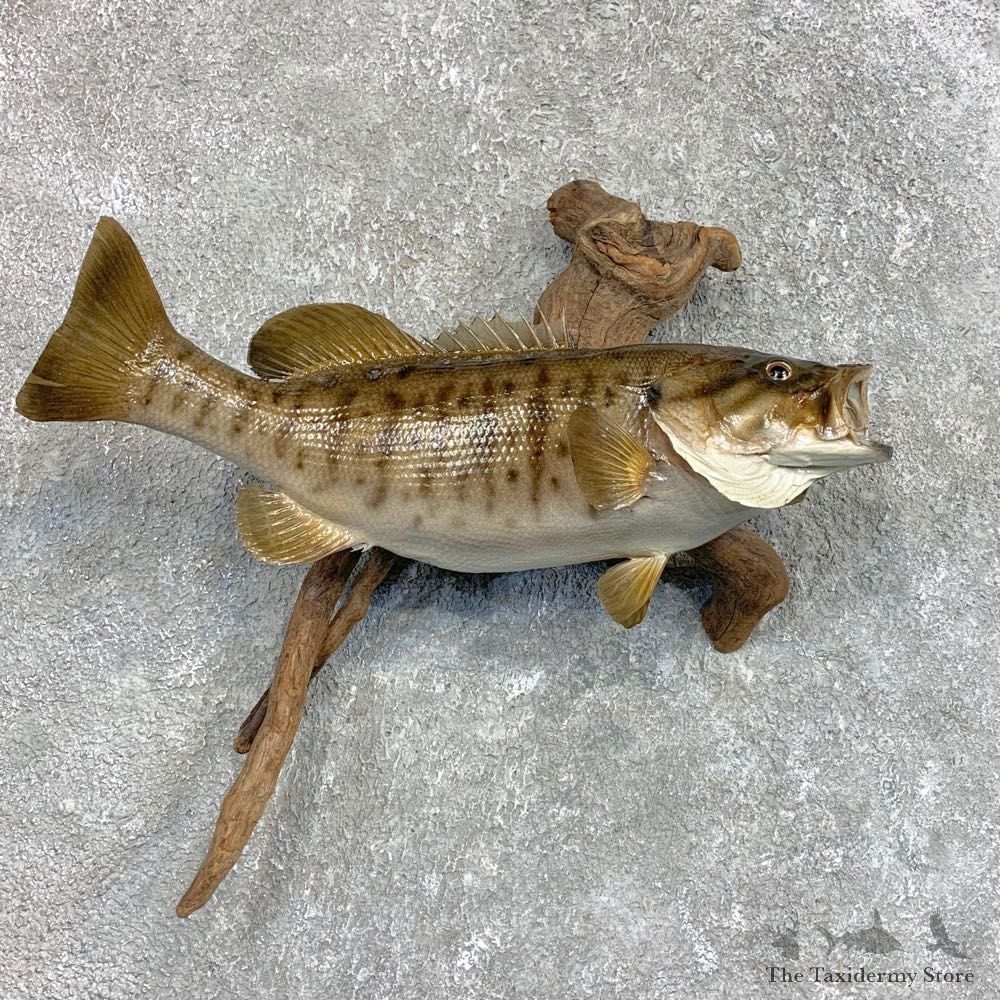 Smallmouth Bass Fish Mount For Sale #22052 @ The Taxidermy Store
