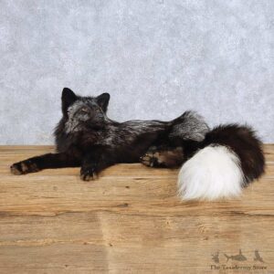 Laying Silver Fox Mount For Sale #14714 @ The Taxidermy Store