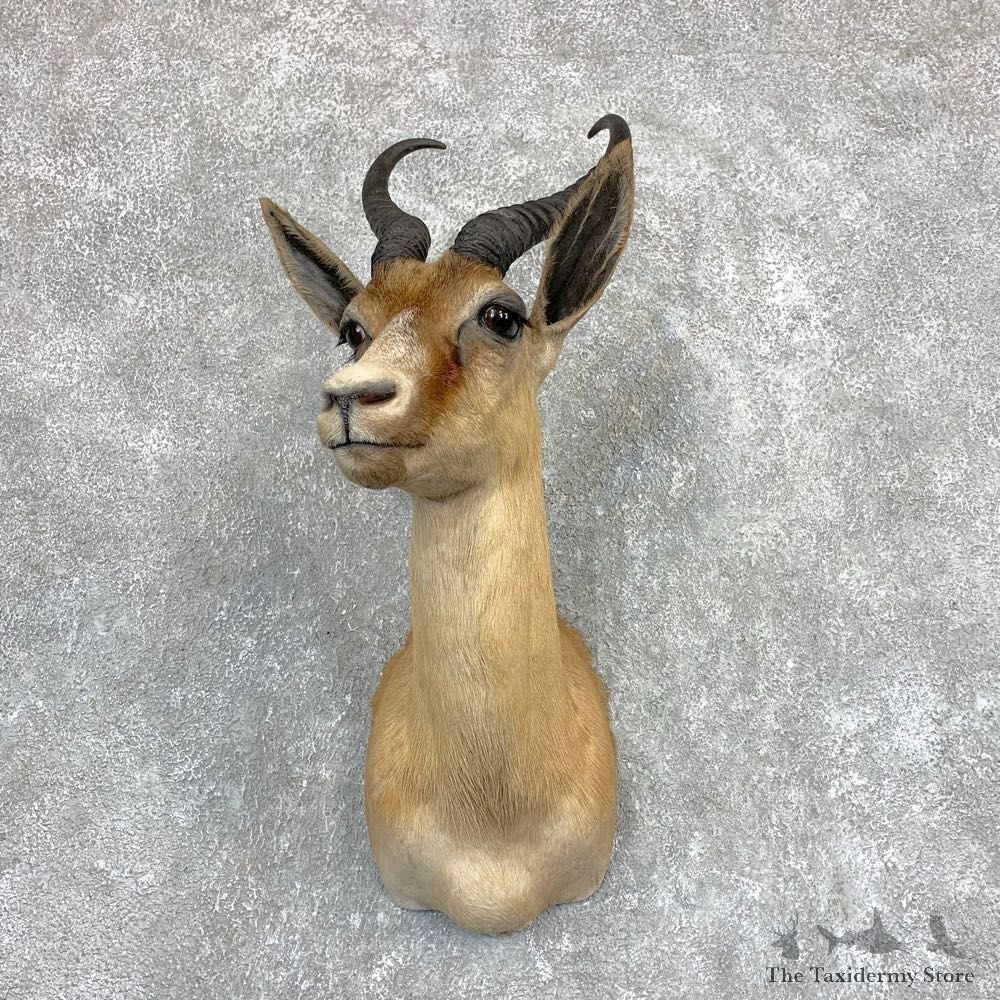 African Copper Springbok Taxidermy Shoulder Mount #22092 - The Taxidermy Store