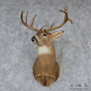 Whitetail Deer Taxidermy Shoulder Mount #13168 For Sale @ The Taxidermy Store
