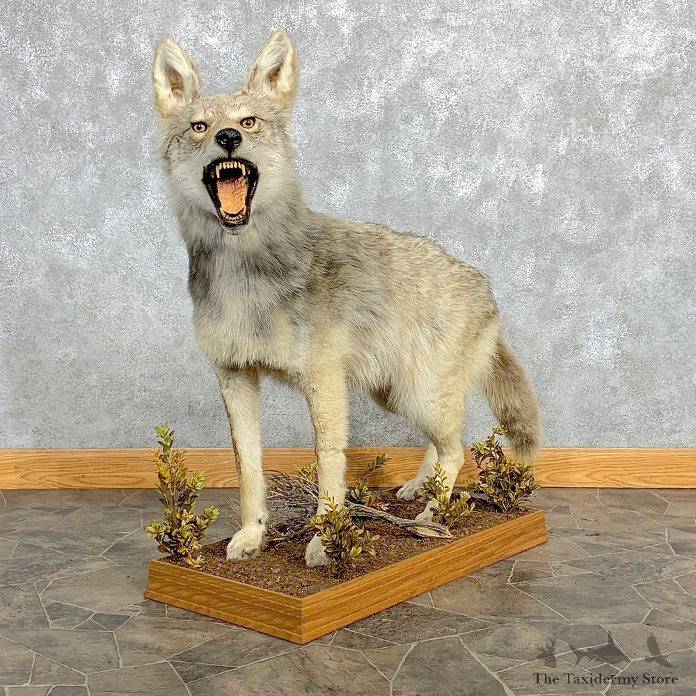 Coyote Life-Size Mount For Sale #22473 @ The Taxidermy Store