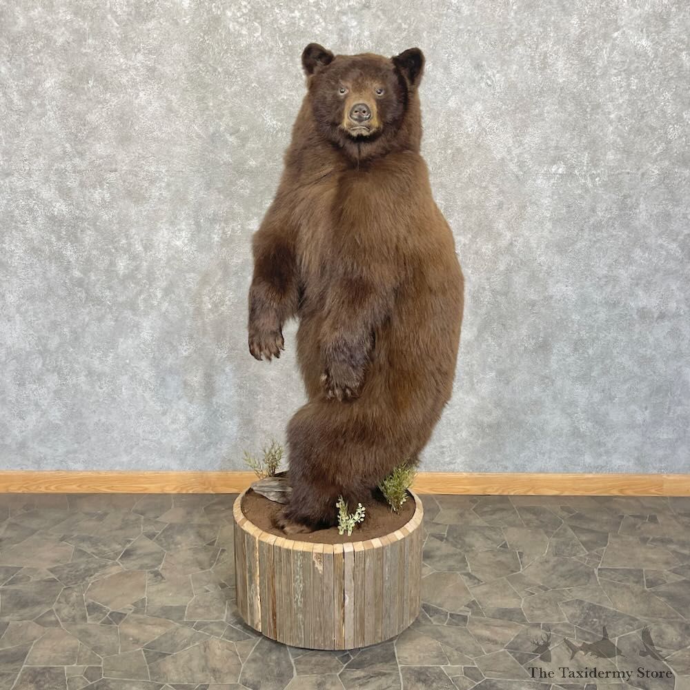 Chocolate Phase Black Bear Life-Size Mount For Sale #27730 @ The Taxidermy Store
