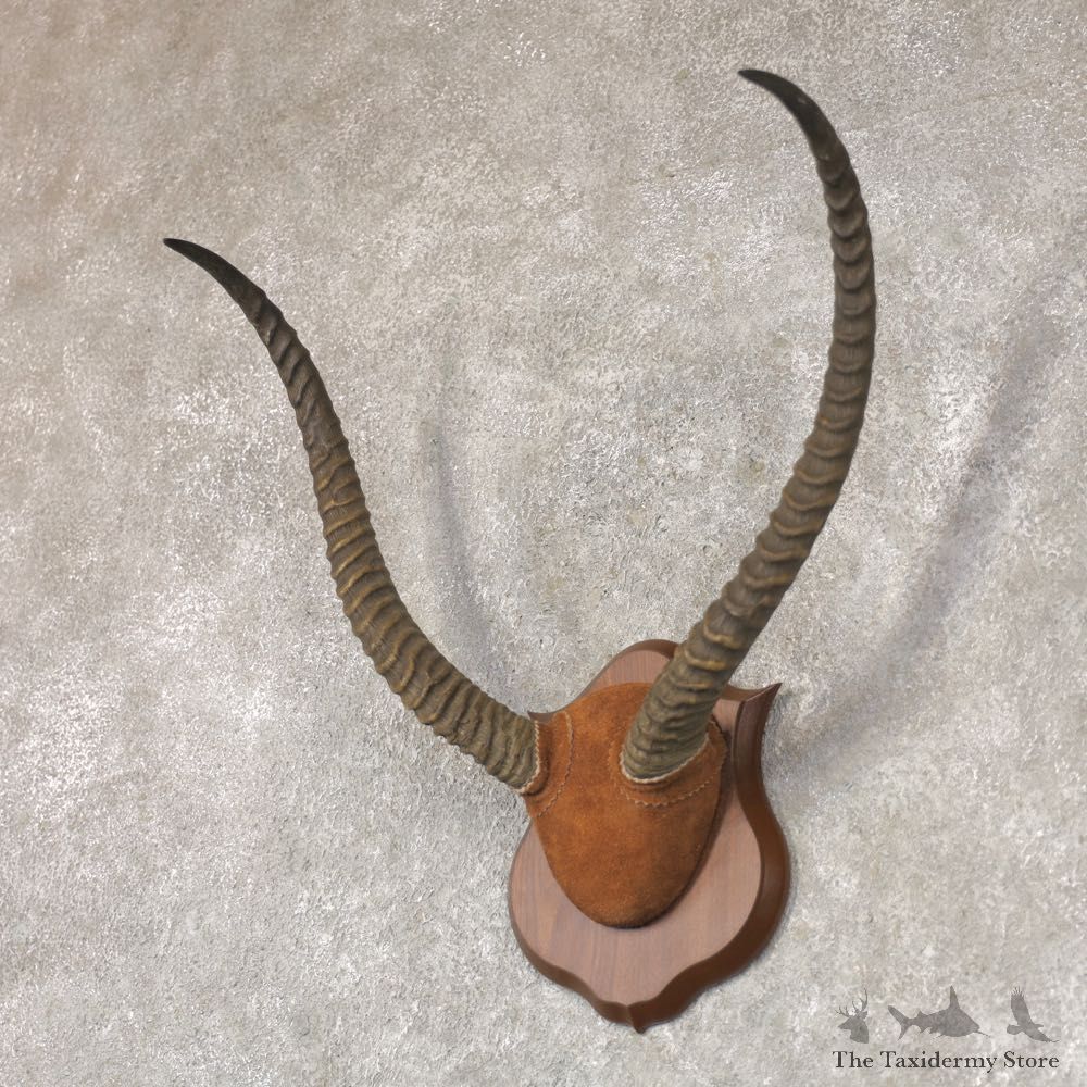 Lechwe Horn Plaque Mount For Sale #22361 @ The Taxidermy Store