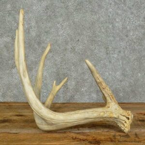 Whitetail Deer Antler Shed For Sale #16144 @ The Taxidermy Store