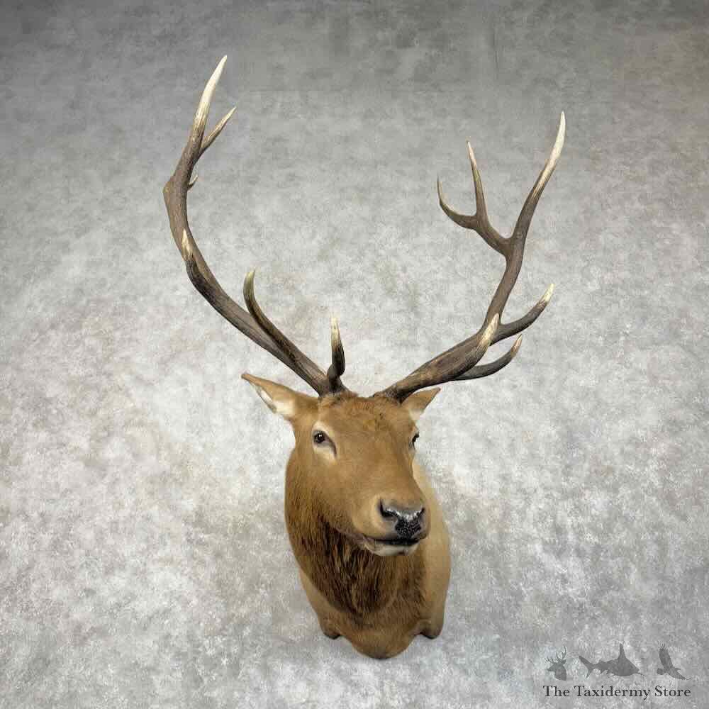 Rocky Mountain Elk Shoulder Mount For Sale #30659 @ The Taxidermy Store