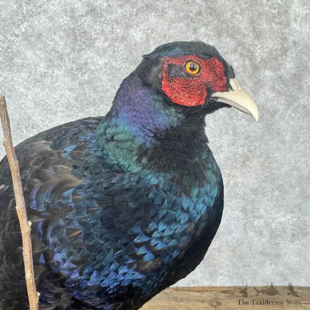 Black Pheasant Bird Mount For Sale #31811 @ The Taxidermy Store