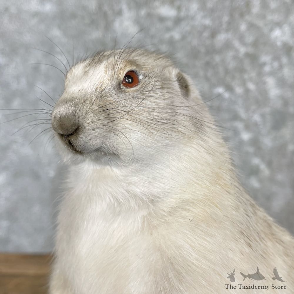 Albino Prairie Dog Life-Size Mount For Sale #27180 @ The Taxidermy Store