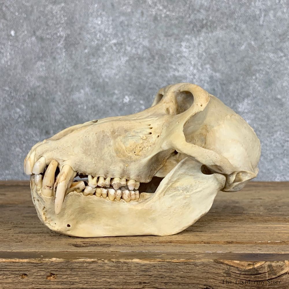 Chacma Baboon Taxidermy Full Skull Mount #22068 For Sale @The Taxidermy Store
