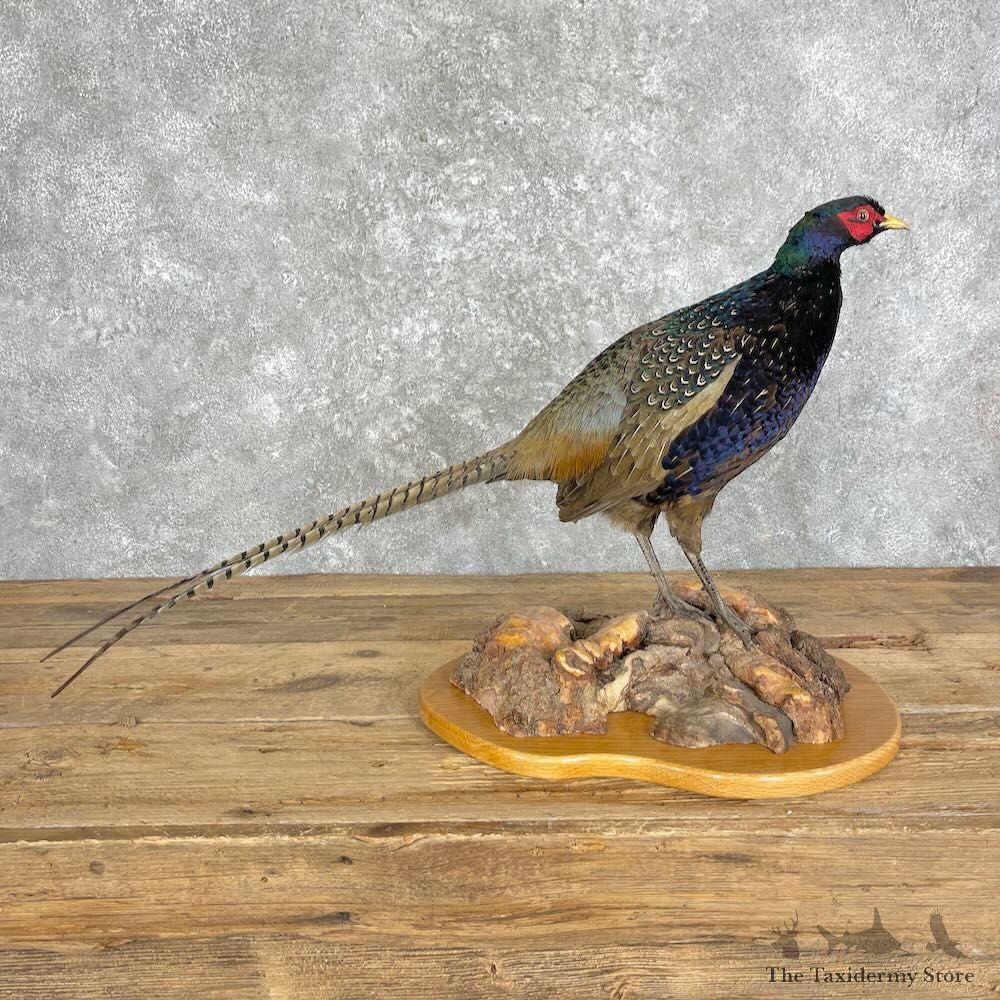 Green Pheasant Taxidermy Mount For Sale #27965 @ The Taxidermy Store