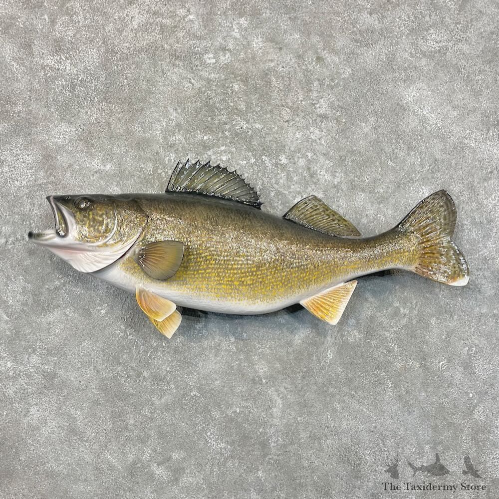 Walleye Fish Mount For Sale #27712 @ The Taxidermy Store