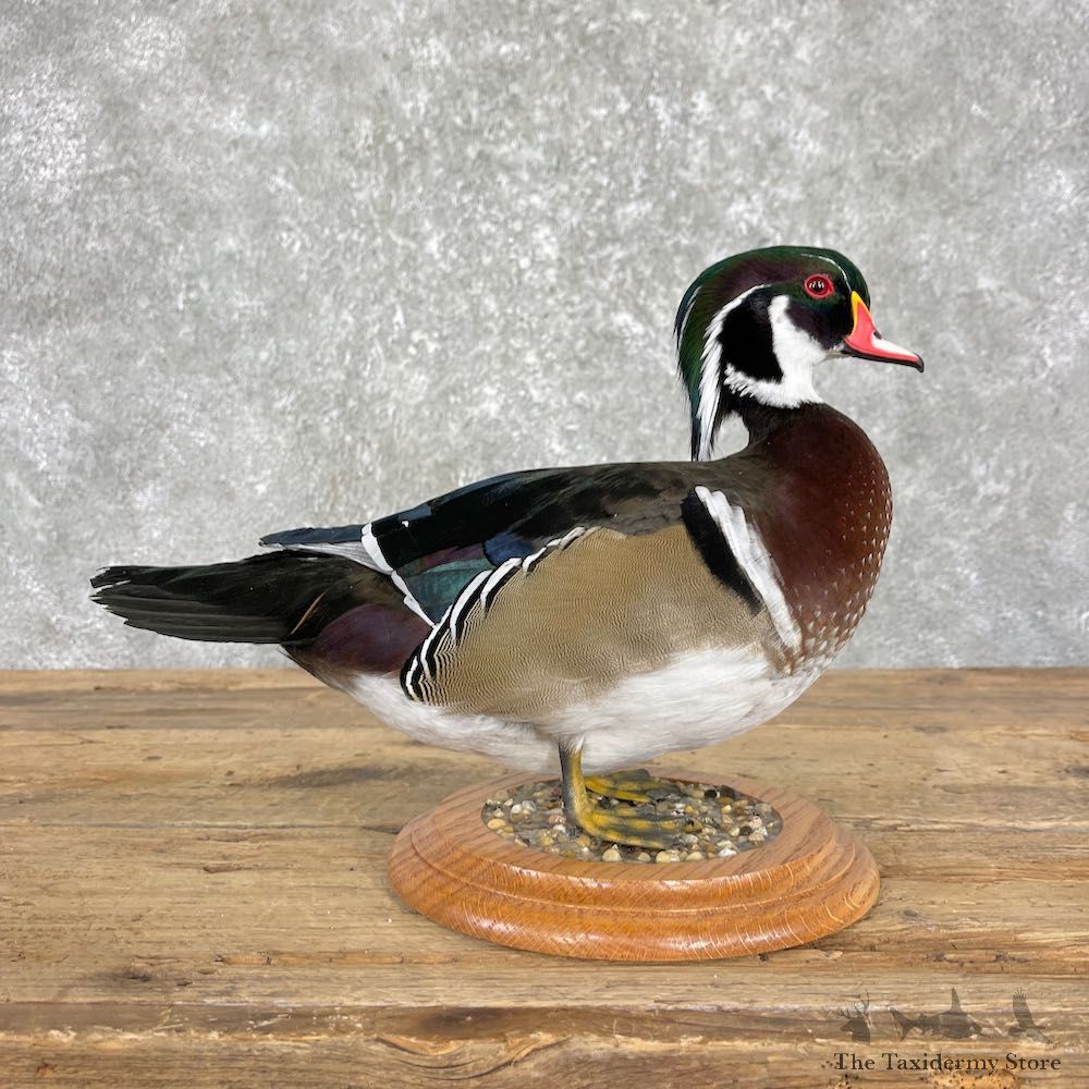 Wood Duck Taxidermy Bird Mount For Sale #26196 @ The Taxidermy Store