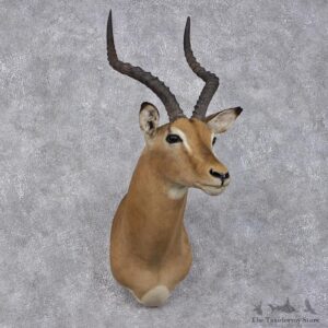African Impala Shoulder Taxidermy Mount #12479 For Sale @ The Taxidermy Store