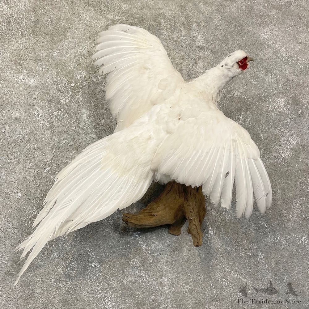 White Pheasant Taxidermy Bird Mount For Sale #24645 @ The Taxidermy Store