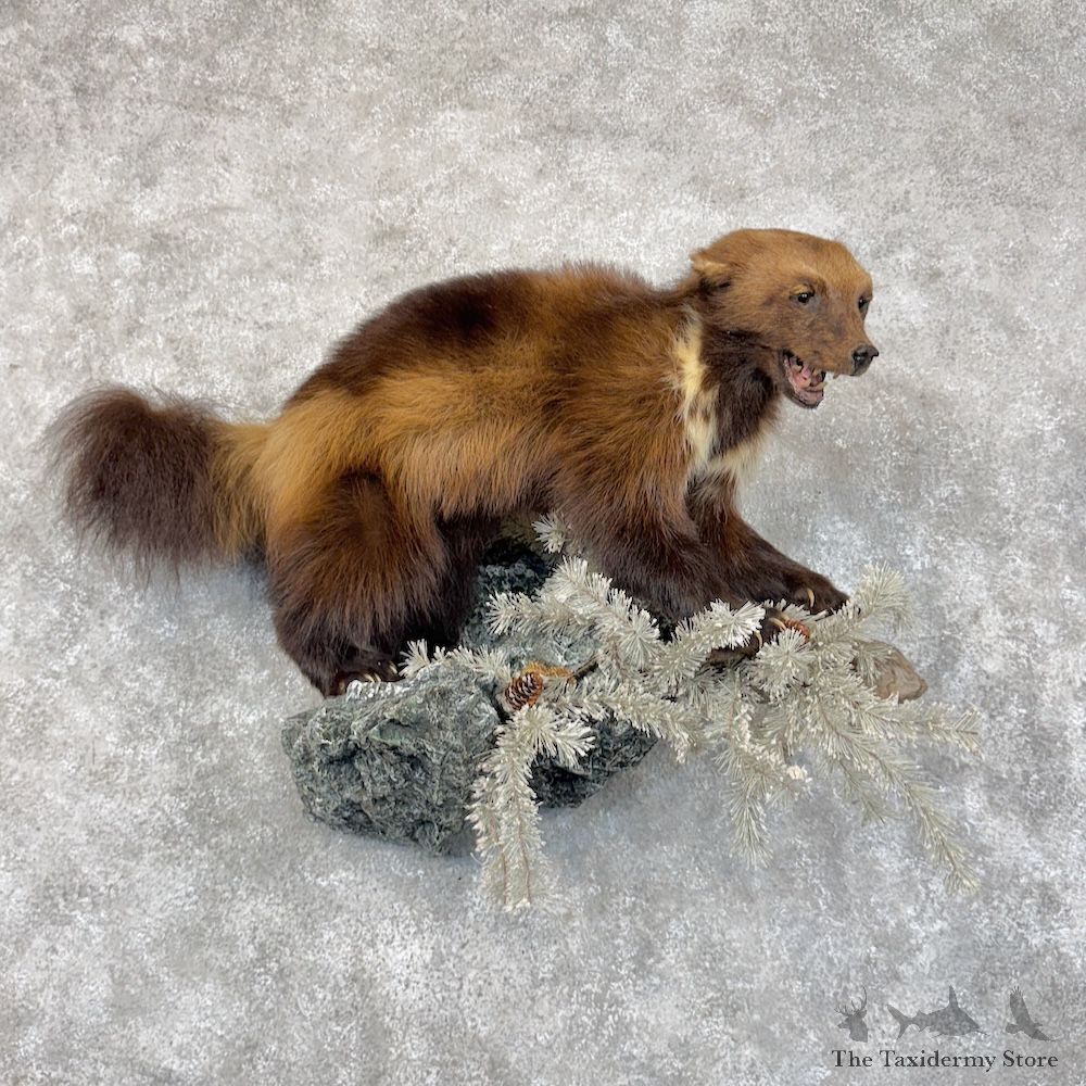 Alaskan Wolverine Life-Size Mount For Sale #30110 @ The Taxidermy Store