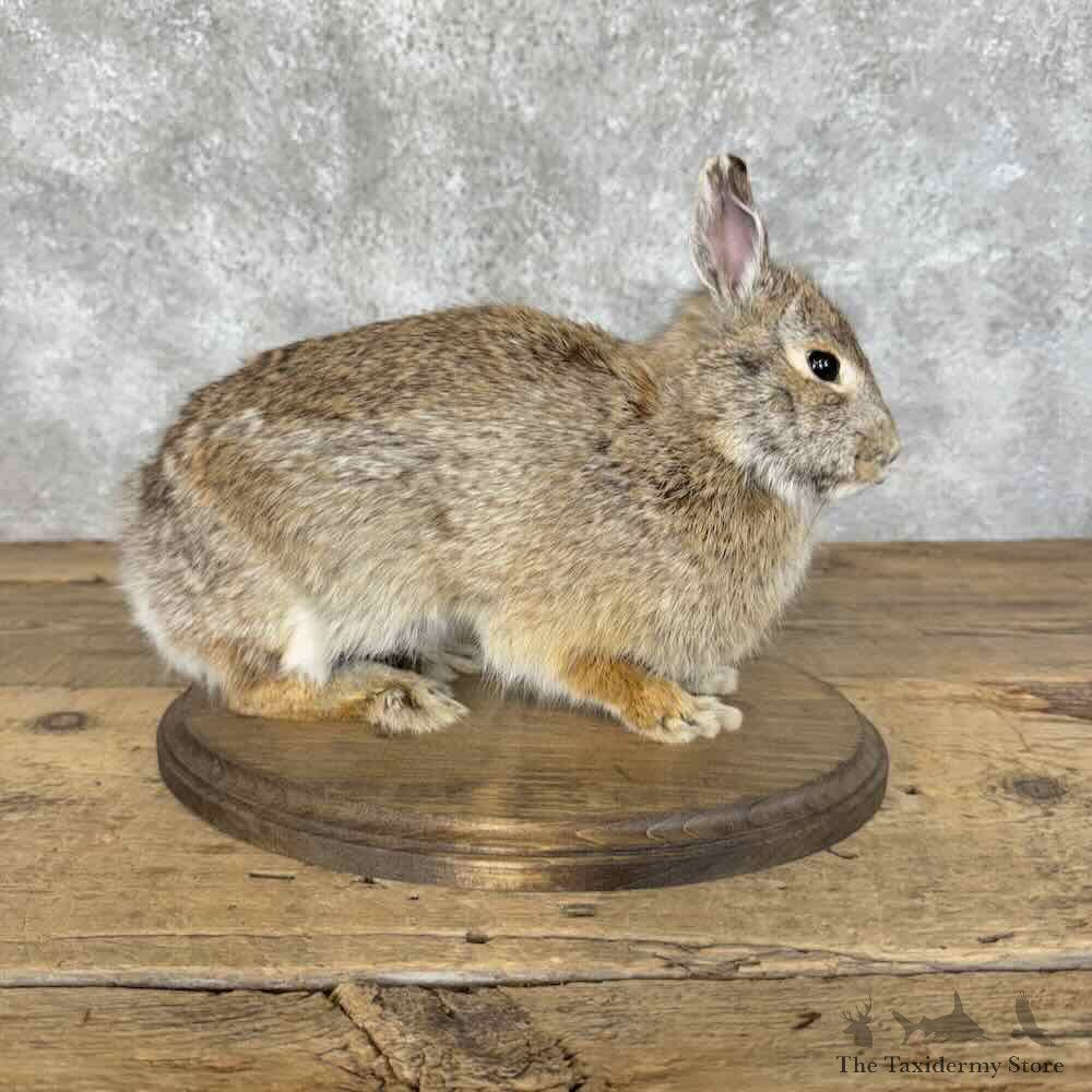 Eastern Cottontail Rabbit Life-size Mount For Sale #31122 @ The Taxidermy Store