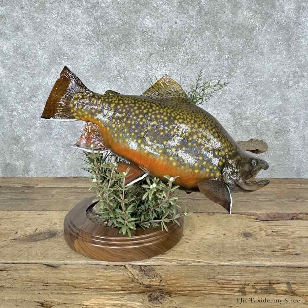 Brook Trout Fish Mount For Sale #32148 @ The Taxidermy Store