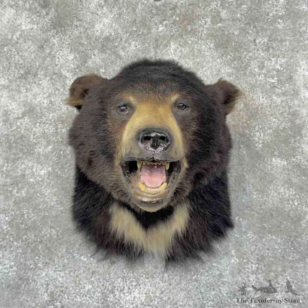 Black Bear Shoulder Mount For Sale #31946 @ The Taxidermy Store