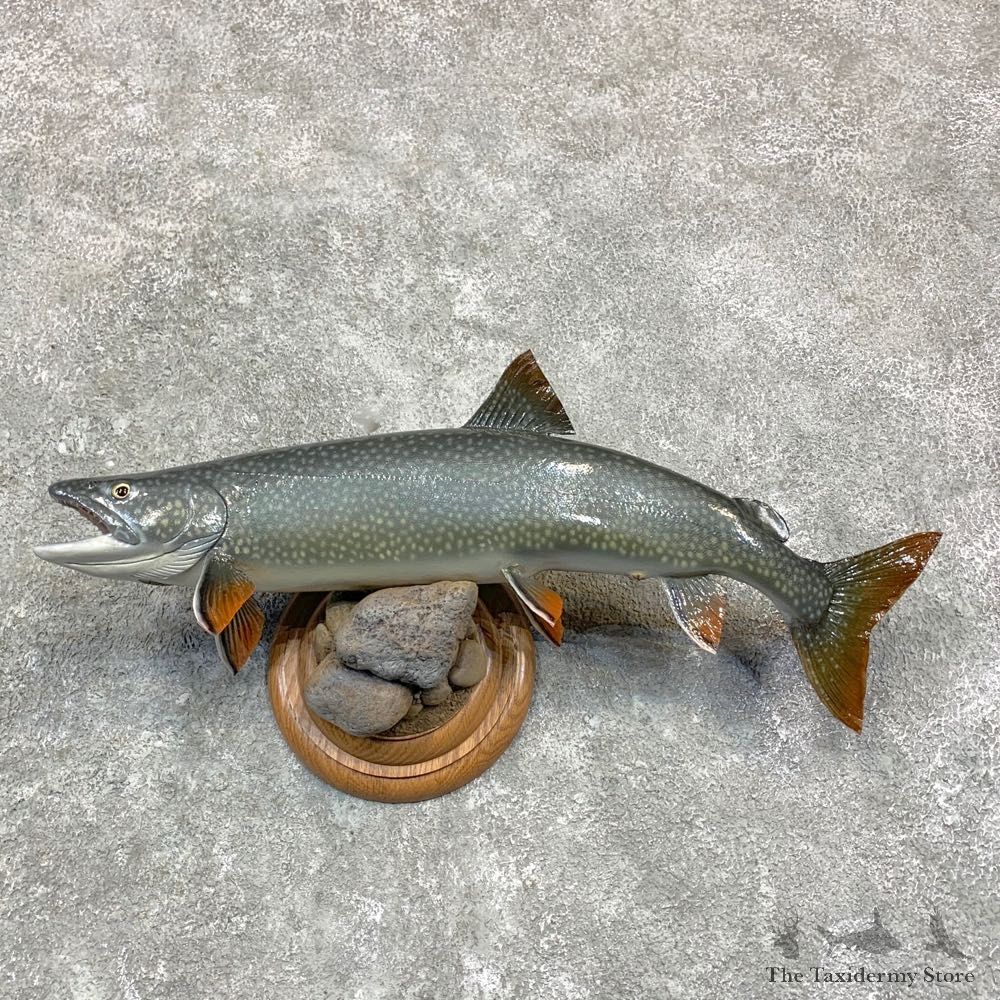 Lake Trout Freshwater Fish Mount For Sale #23170 @ The Taxidermy Store