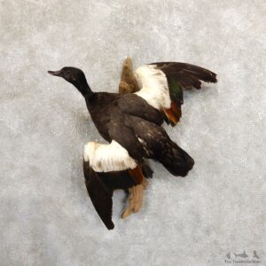 Paradise Shelduck Life Size Taxidermy Mount #19714 For Sale @ The Taxidermy Store