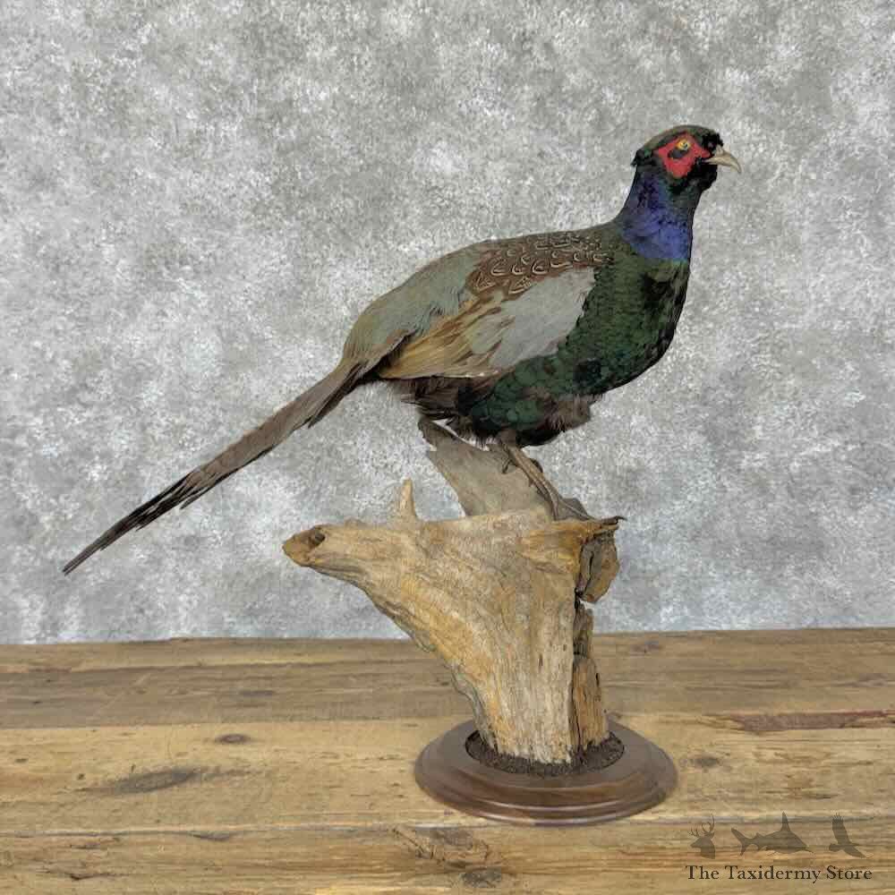 Manchurian Ringneck x English Black Neck Cross Pheasant Bird Mount For Sale #31818 @ The Taxidermy Store