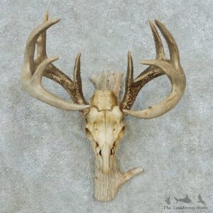 Whitetail Deer Skull Antlers European Mount #13571 For Sale @ The Taxidermy Store