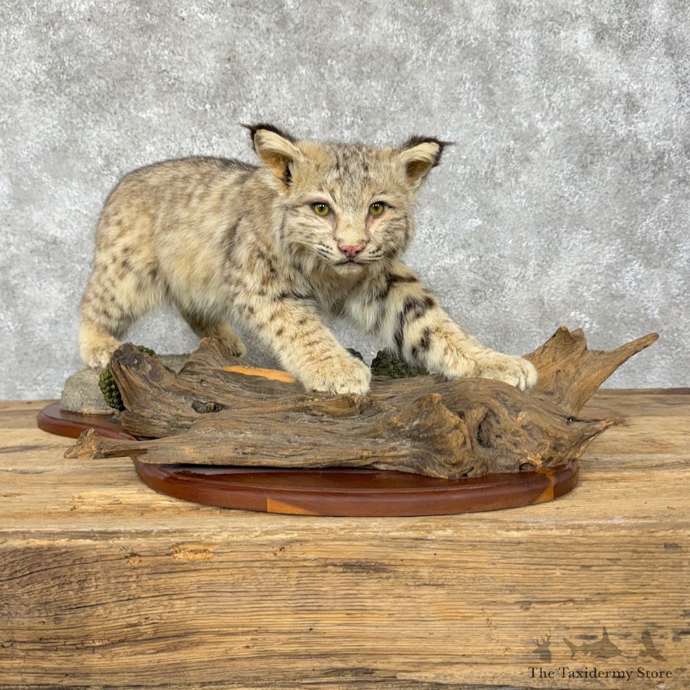 Bobcat Life-Size Mount For Sale #29363 @ The Taxidermy Store