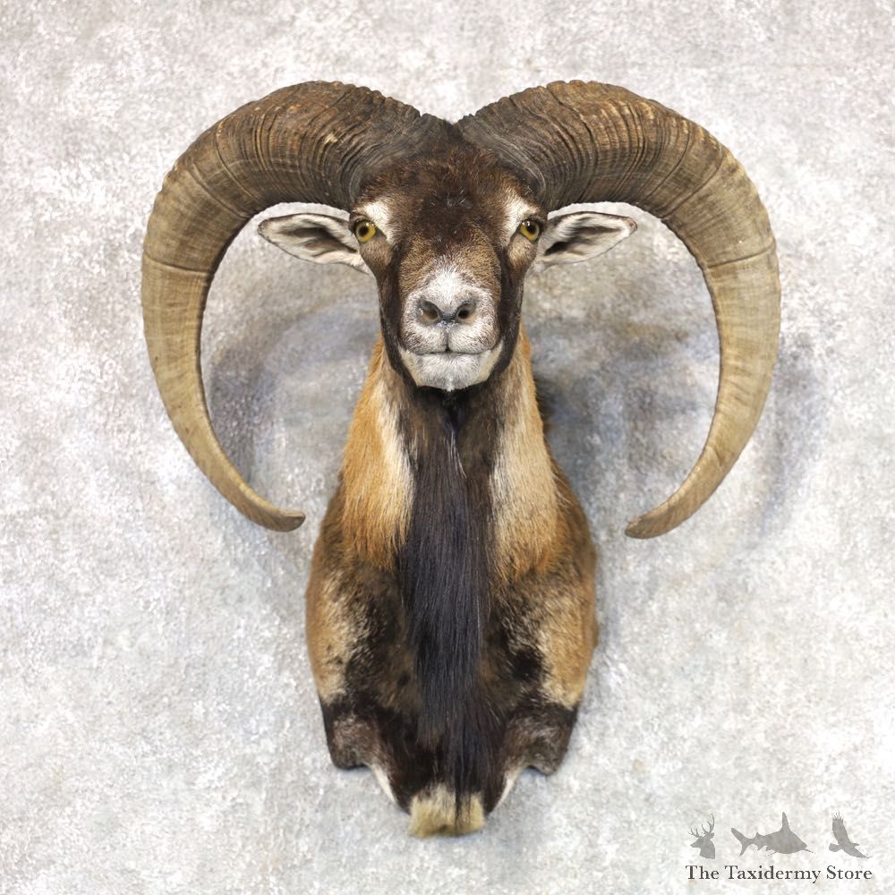 Mouflon Ram Shoulder Mount For Sale #22516 @ The Taxidermy Store