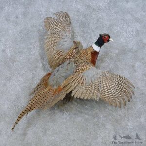 Flying Ringneck Pheasant Mount For Sale #15045 @ The Taxidermy Store