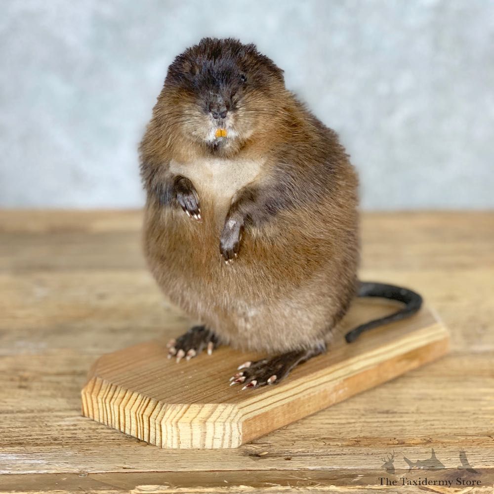 Muskrat Life Size Taxidermy Mount #21699 For Sale @ The Taxidermy Store
