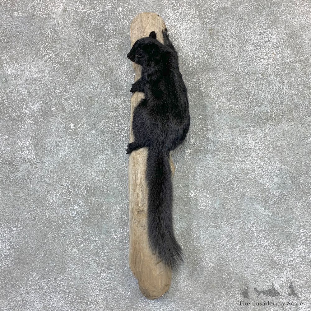 Black Squirrel Life-Size Mount For Sale #23026 @ The Taxidermy Store