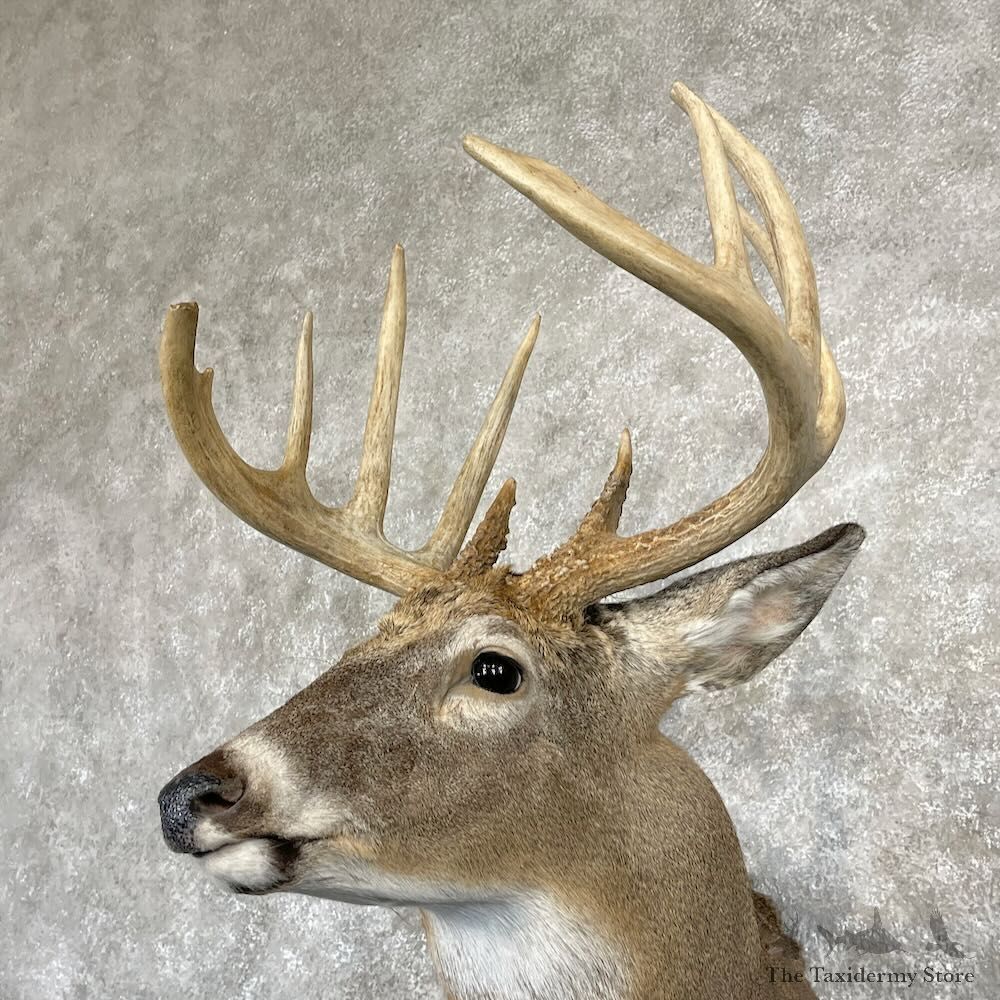 Whitetail Deer Shoulder Mount For Sale #28164 - The Taxidermy Store