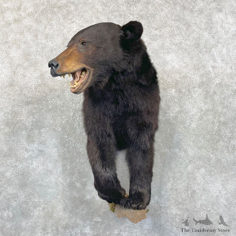 Black Bear Half-Life-Size Taxidermy Mount #24285 For Sale @ The Taxidermy Store