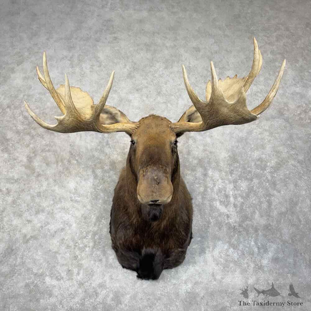Western Canadian Moose Shoulder Mount For Sale #30657 @ The Taxidermy Store