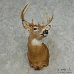 Whitetail Deer Shoulder Mount For Sale #16636 @ The Taxidermy Store