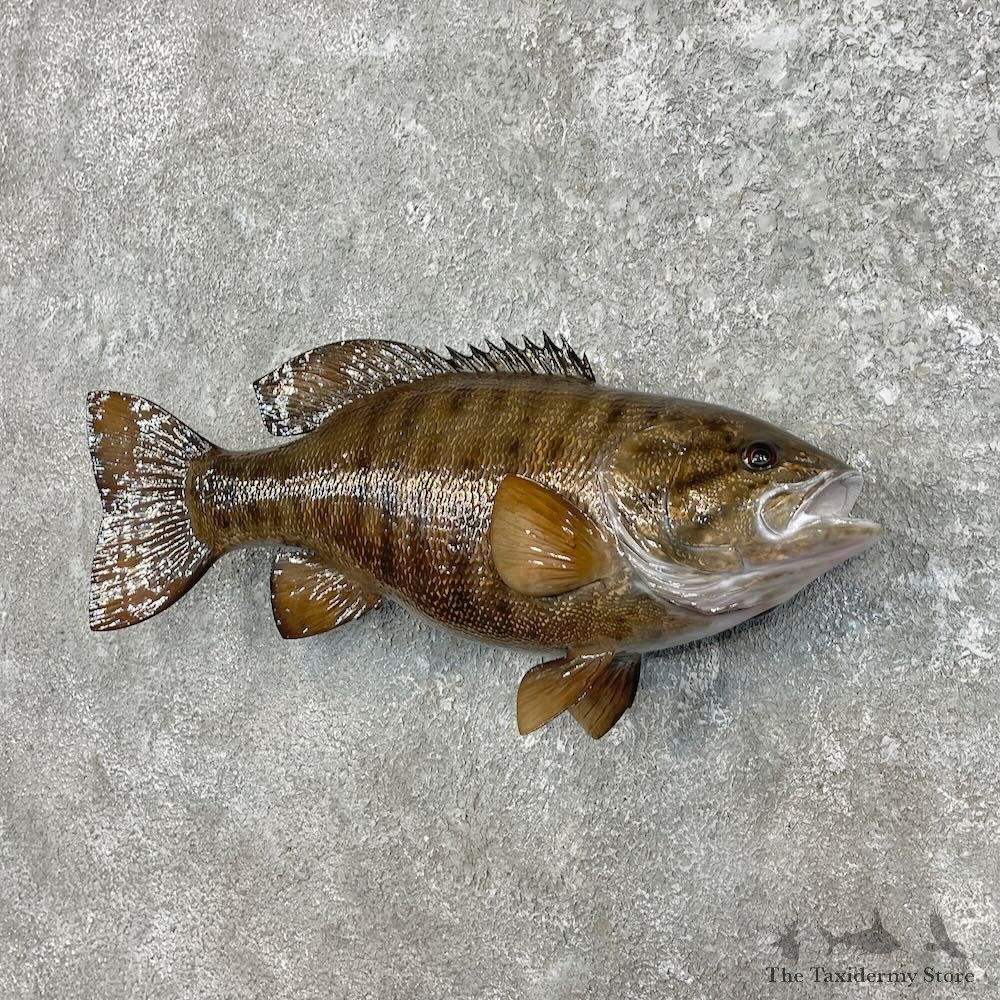 Smallmouth Bass Fish Mount For Sale #27541 @ The Taxidermy Store