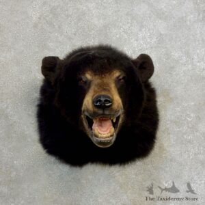 Black Bear Head Mount For Sale #17176 @ The Taxidermy Store