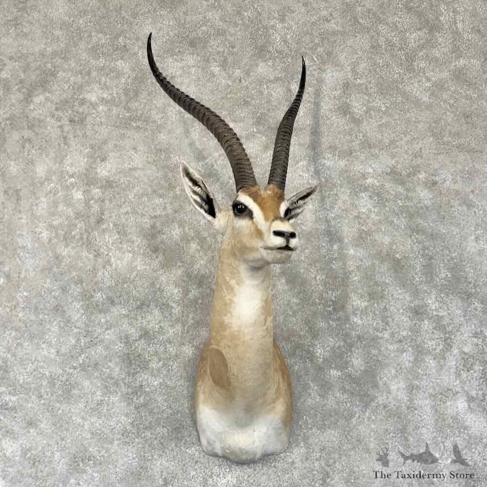 African Southern Grants Gazelle Shoulder Mount For Sale #31897 @ The Taxidermy Store