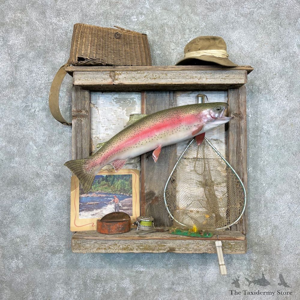 Captain's Classic Rainbow Trout Display For Sale #26919 @ The Taxidermy Store
