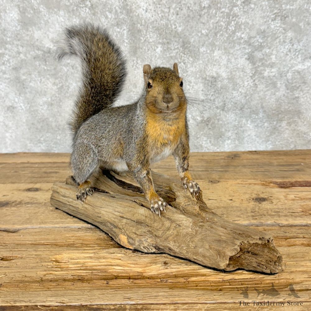 Grey Squirrel Life Size Mount For Sale #29266 @ The Taxidermy Store