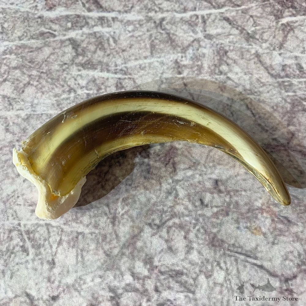Grizzly Bear Claw For Sale #21904 @ The Taxidermy Store