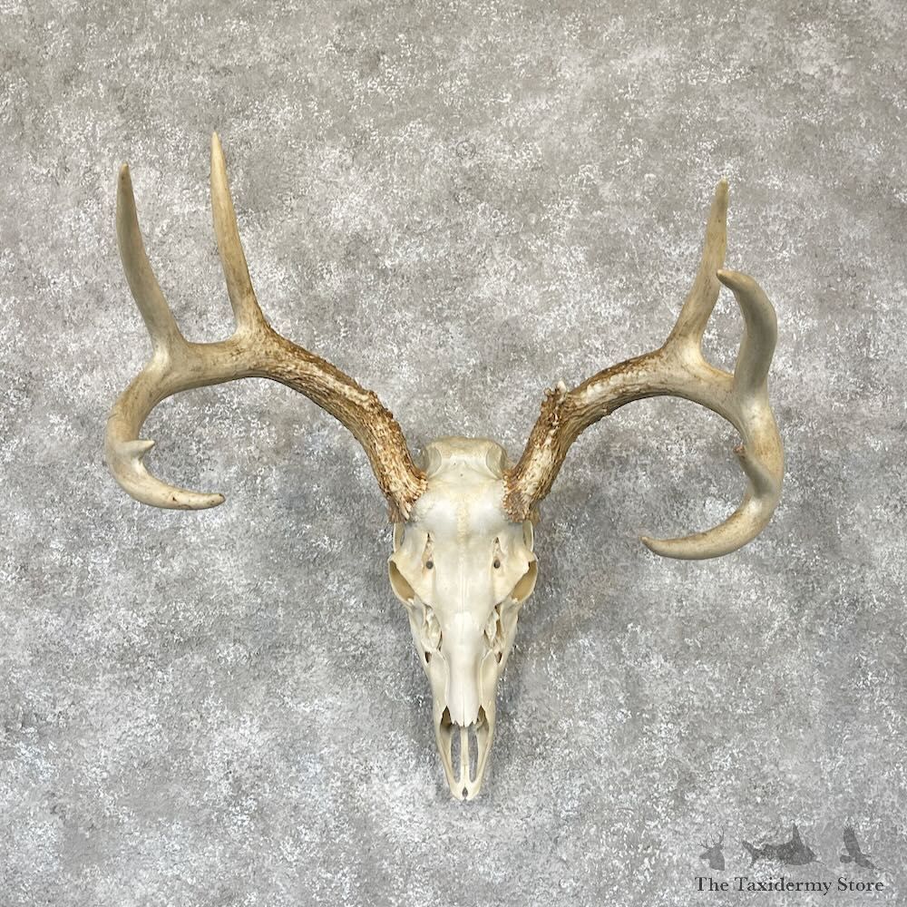 Whitetail Deer Skull European Mount For Sale #28108 @ The Taxidermy Store