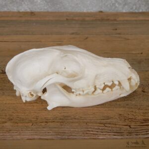 Arctic Fox Skull Mount For Sale #19273 @ The Taxidermy Store