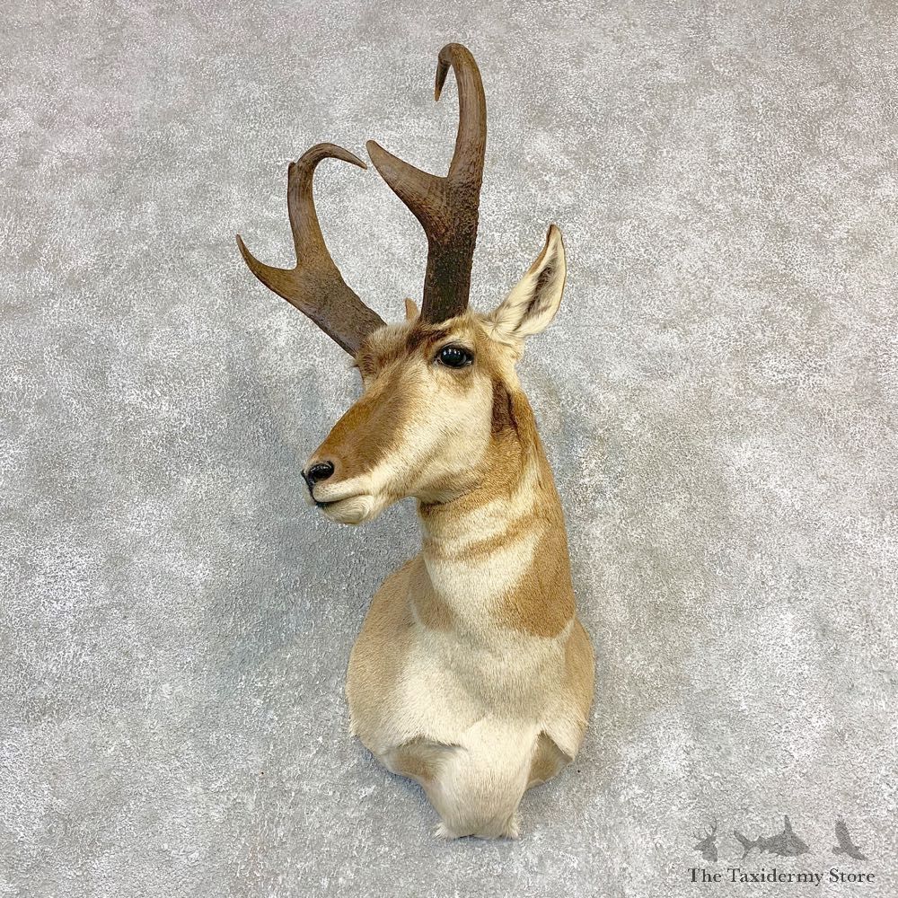 Pronghorn Taxidermy Shoulder Mount #21837 For Sale @ The Taxidermy Store