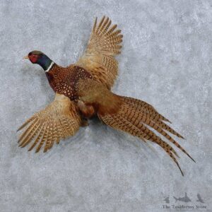 Flying Ringneck Pheasant Mount For Sale #14822 @ The Taxidermy Store