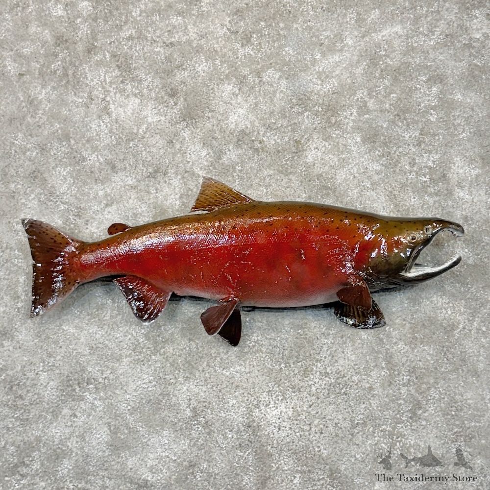 Spawning Coho Salmon Fish Mount For Sale #29875 @ The Taxidermy Store