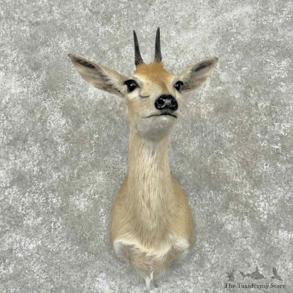 African Bush Duiker Shoulder For Sale #32118 @ The Taxidermy Store