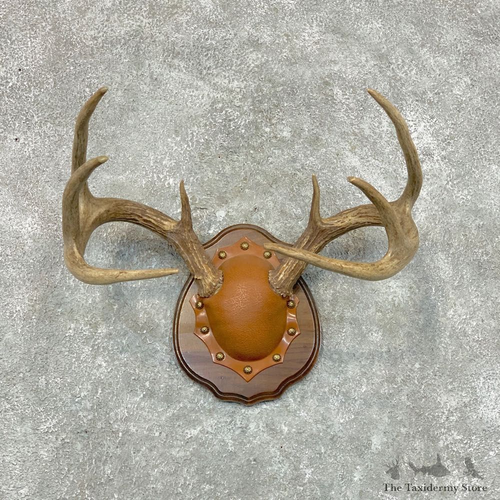 Whitetail Deer Antler Plaque Mount For Sale #22654 @ The Taxidermy Store