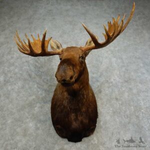 Alaskan Yukon Moose Shoulder Mount For Sale #16878 @ The Taxidermy Store