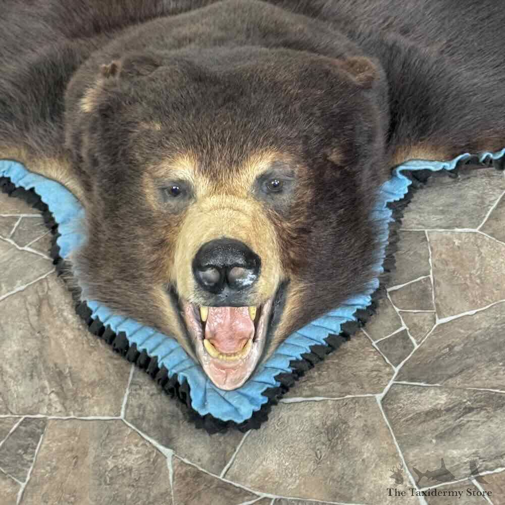 Black Bear Full-Size Rug For Sale #31034 @ The Taxidermy Store